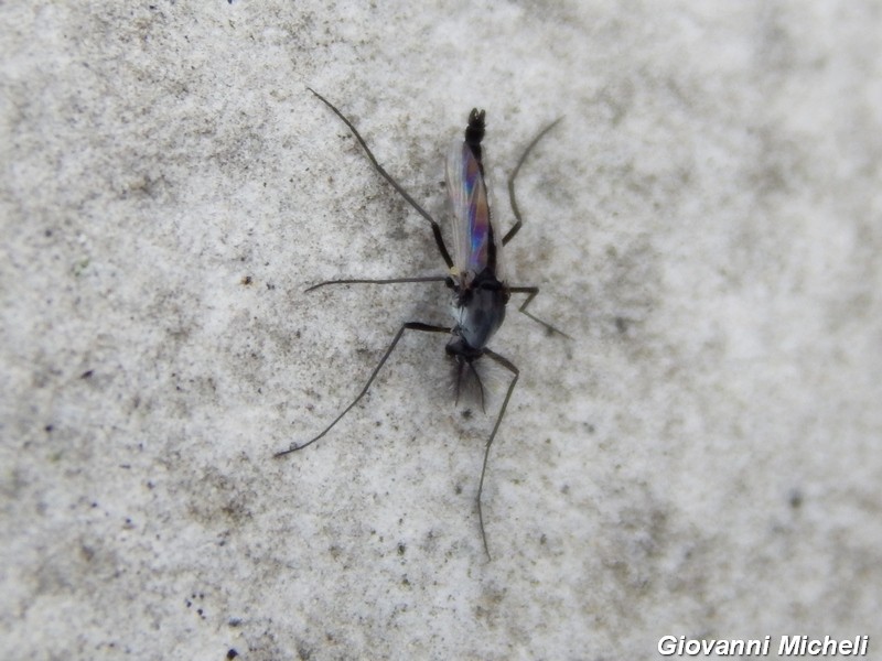 Chironomidae maschio